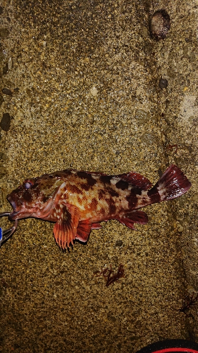 時合い短し‼️