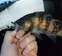 2020年4月6日釣行in箱崎ふ頭