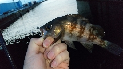 2020年4月6日釣行in箱崎ふ頭