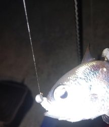 アジングに行きましたが…