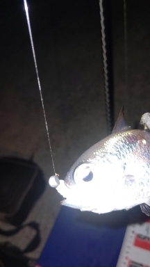 アジングに行きましたが…