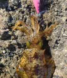 エギング釣行その49