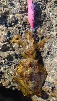 エギング釣行その49