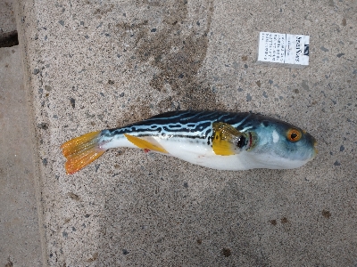 今週 ２匹目の青物