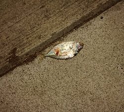 チョー久しぶりです!