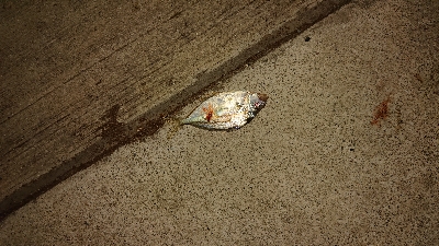 チョー久しぶりです！