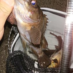 プラグに好反応♪