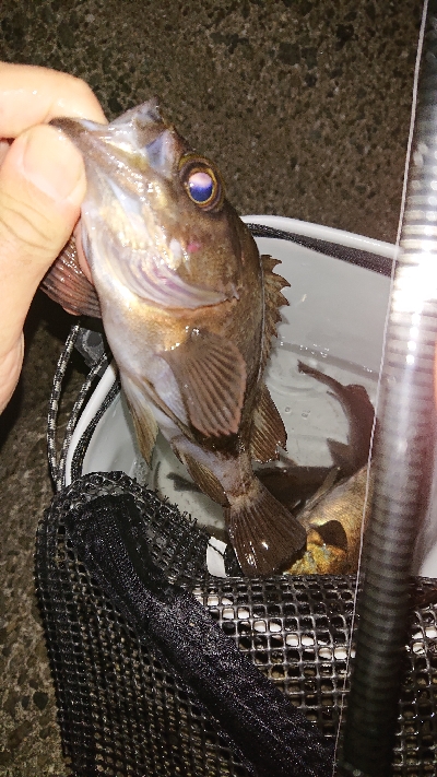 プラグに好反応♪