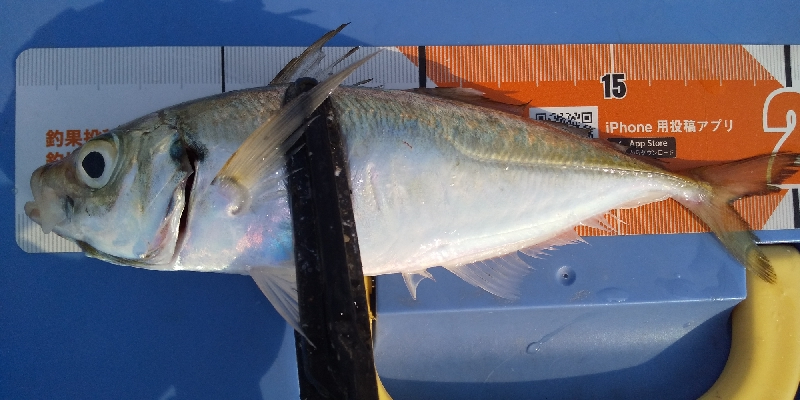 アジ居ました。