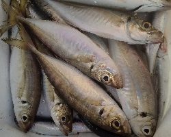 久々にアジが居ました。