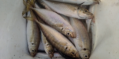 久々にアジが居ました。