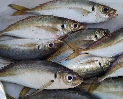 今日もアジ居ました。