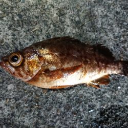 仕事終わりメバリング