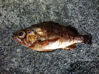 仕事終わりメバリング