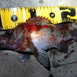 夕方からメバリング