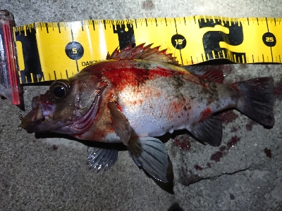 夕方からメバリング