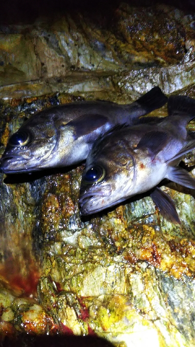 寒くなってきたよ