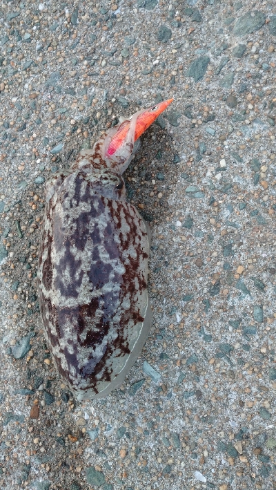 出張で出勤前にエキング