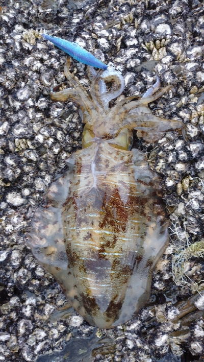 対馬ですから！