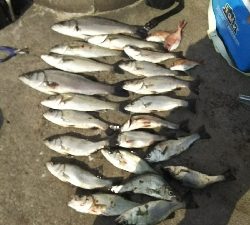 セイゴラッシュ！！