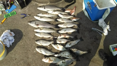 セイゴラッシュ！！