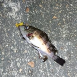 まだまだ濁りあり。