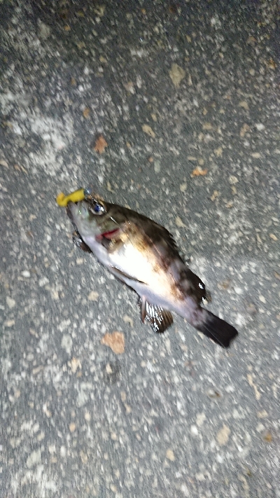 まだまだ濁りあり。