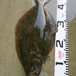 今季初ヒラメ50センチ弱1投目でゲット!
