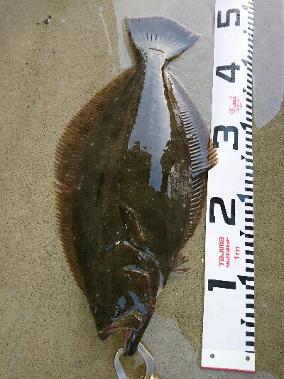 今季初ヒラメ50センチ弱1投目でゲット！