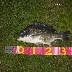 ミノーでゲット