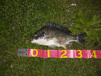 ミノーでゲット