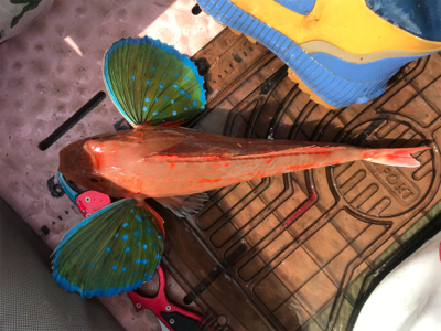 マイボートでタイラバ、ジギング、五目釣り