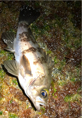 とある小雨混じりのメバリング