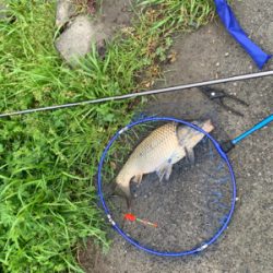 用水路のカープフィッシング