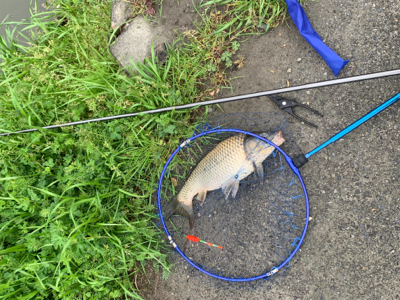 用水路のカープフィッシング