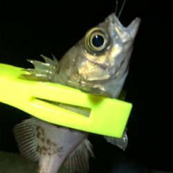 林崎漁港でアジング。