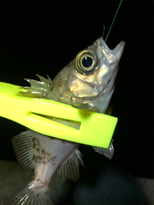 林崎漁港でアジング。