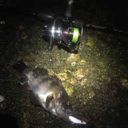 爆風メバリング