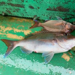 明石　　鯛サビキ