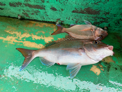 明石　　鯛サビキ