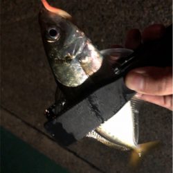 雨上がりアジング♪