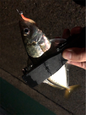 雨上がりアジング♪