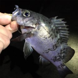 雨上がりのメバリング