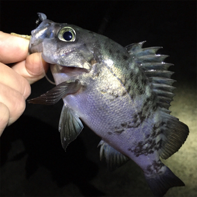雨上がりのメバリング