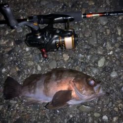 小雨の中、春告魚