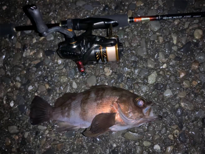 小雨の中、春告魚