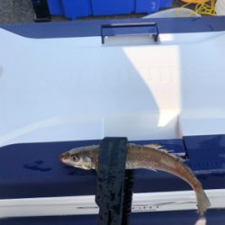 久しぶりのアジング