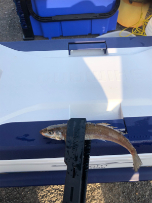 久しぶりのアジング