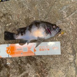 春になったらここ