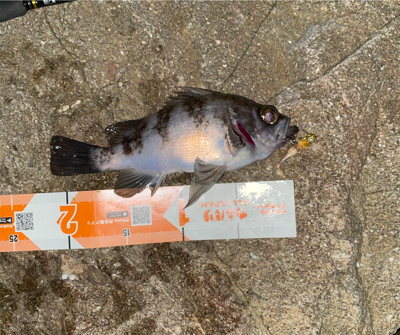 春になったらここ